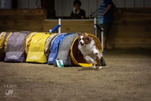 dog agility tunnels