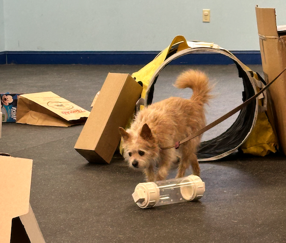 happy ratters titles