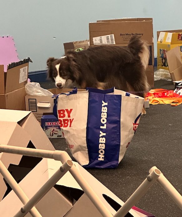 happy ratters vs barn hunt