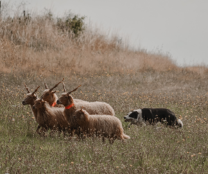 herding dogs