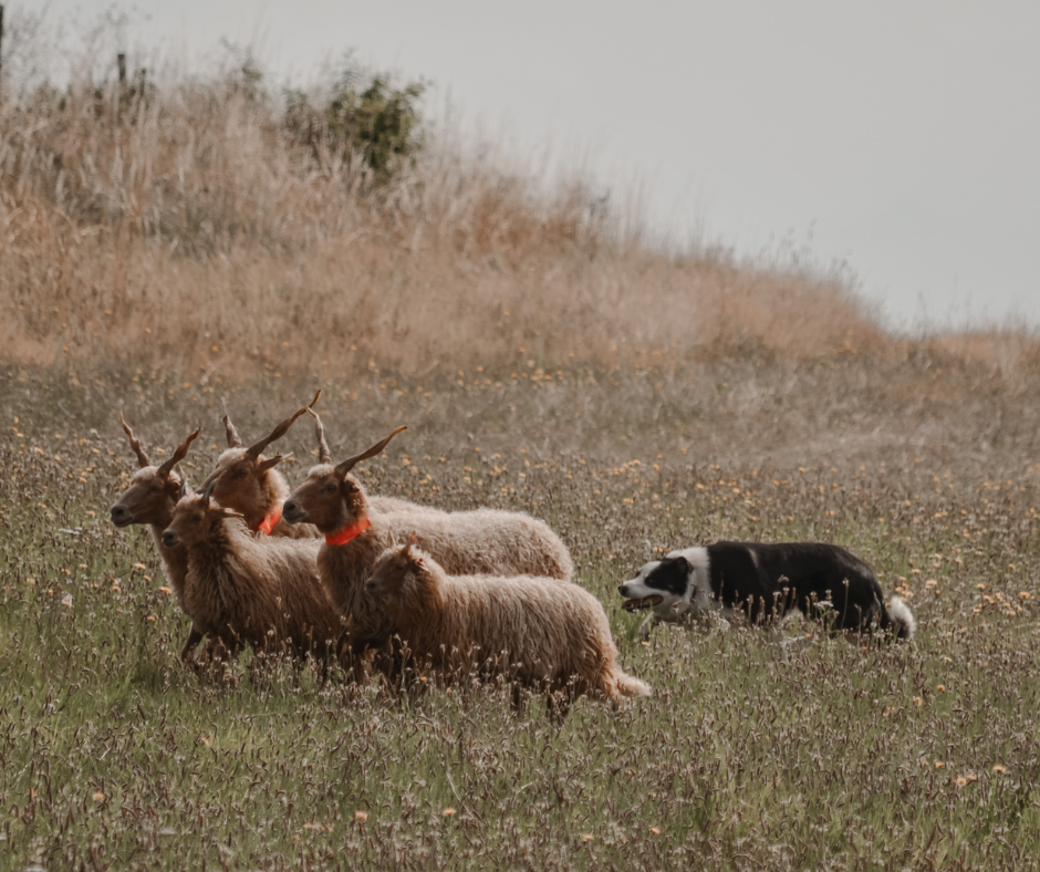 herding dogs