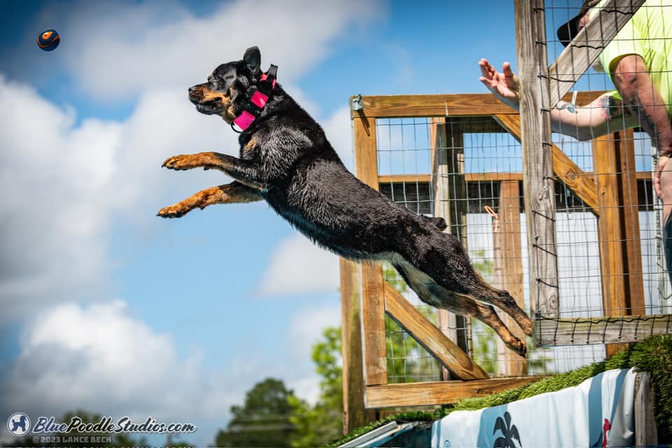 akc dock diving