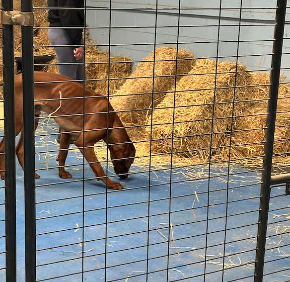 akc barn hunt