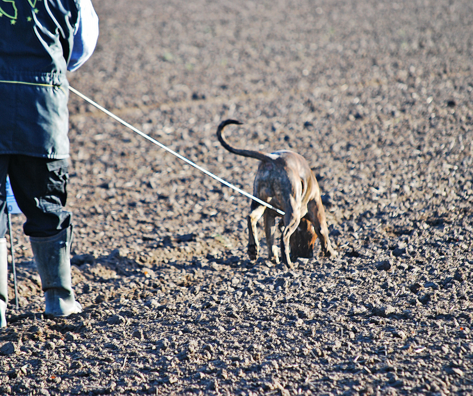dog tracking