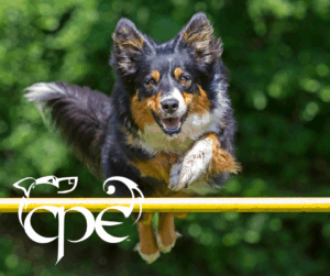cpe agility organization