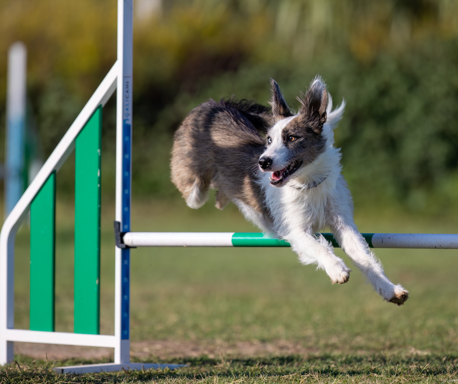 dog agility