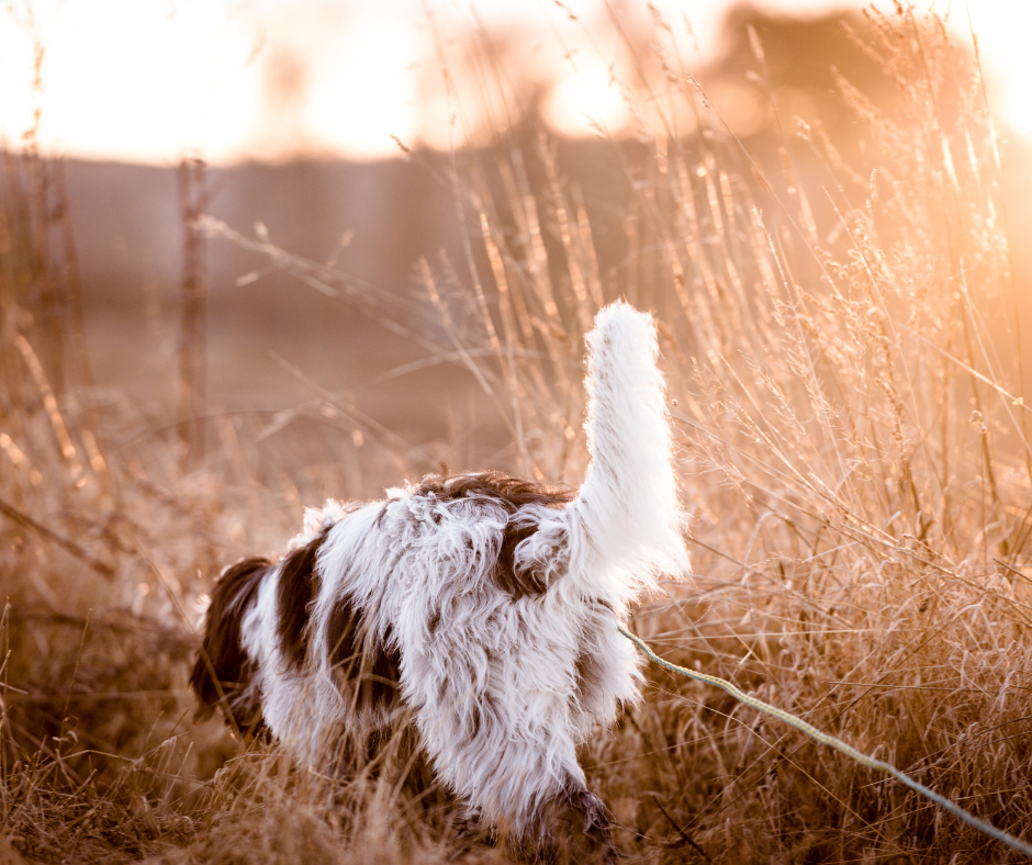 dog tracking training