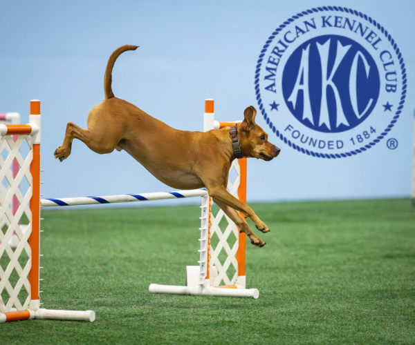 AKC Agility All-American Dog Breed