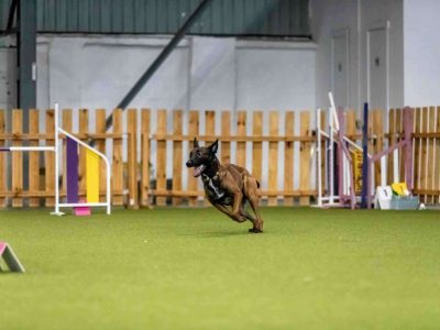 akc Agility Course Test