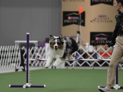 dog agility