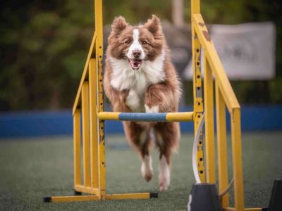 AKC agility jump height