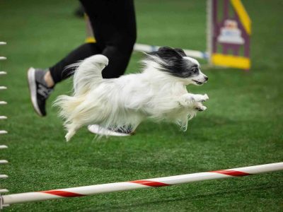 dog agility training