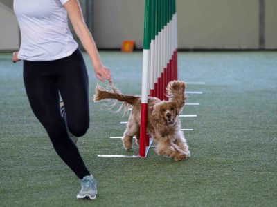 agility training near me
