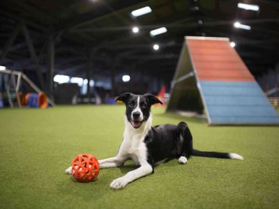 dog agility training for beginners