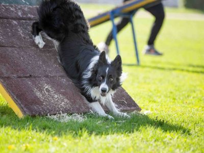 Benefits of Agility Training