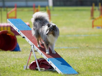 Agility Training Benefits for Dogs