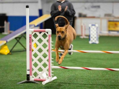 akc agility dog