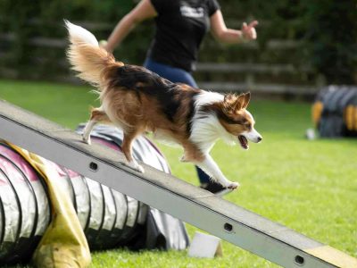 what are the benefits of agility training for dogs