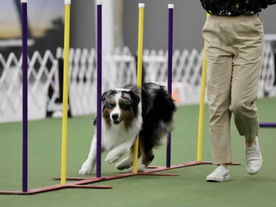agility dog