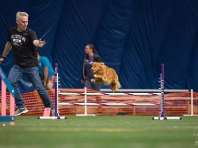 AKC agility titles