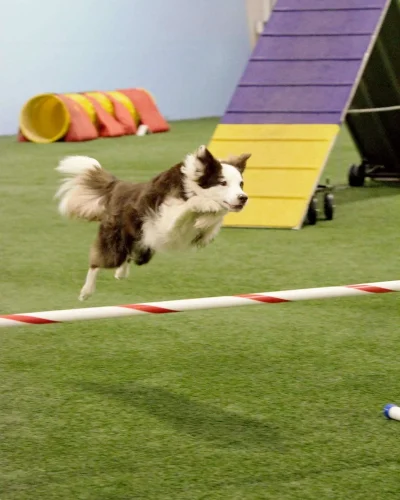 agility