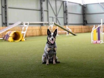 dog agility