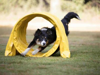 dog agility tunnel