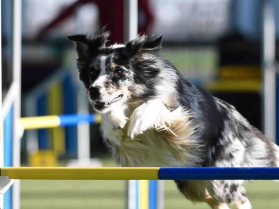 dog agility training
