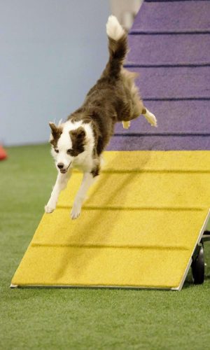 agility dogs