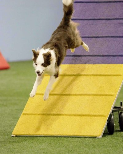 agility dogs