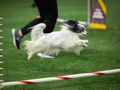 dog agility