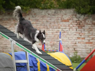 agility dogs