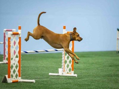 agility training