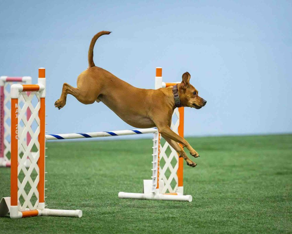 agility training