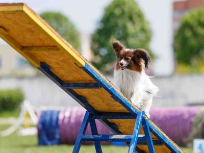 starting dog agility training