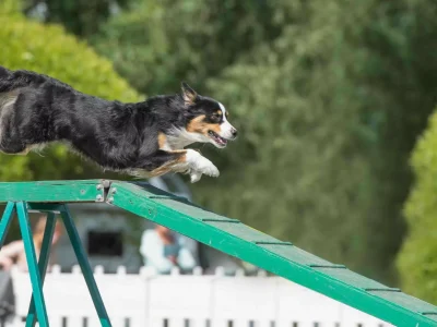 dog agility