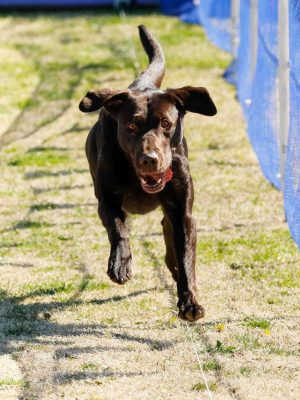 akc Fast CAT Rankings