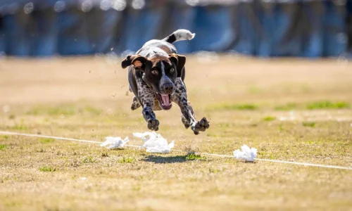 akc fast cat ranking