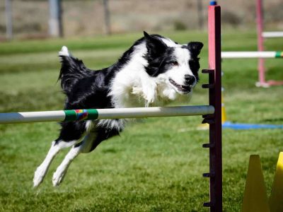 How To Measure Dog Height