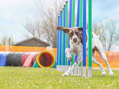 can puppies do agility training
