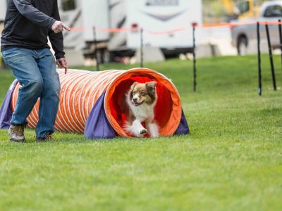 what is dog agility